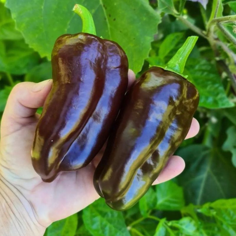 Chocolate Pepper Seed