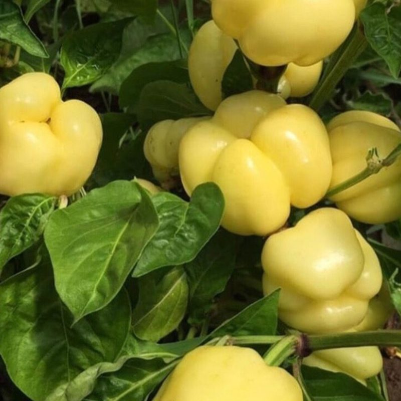 Elazığ White Stuffing Pepper Seed