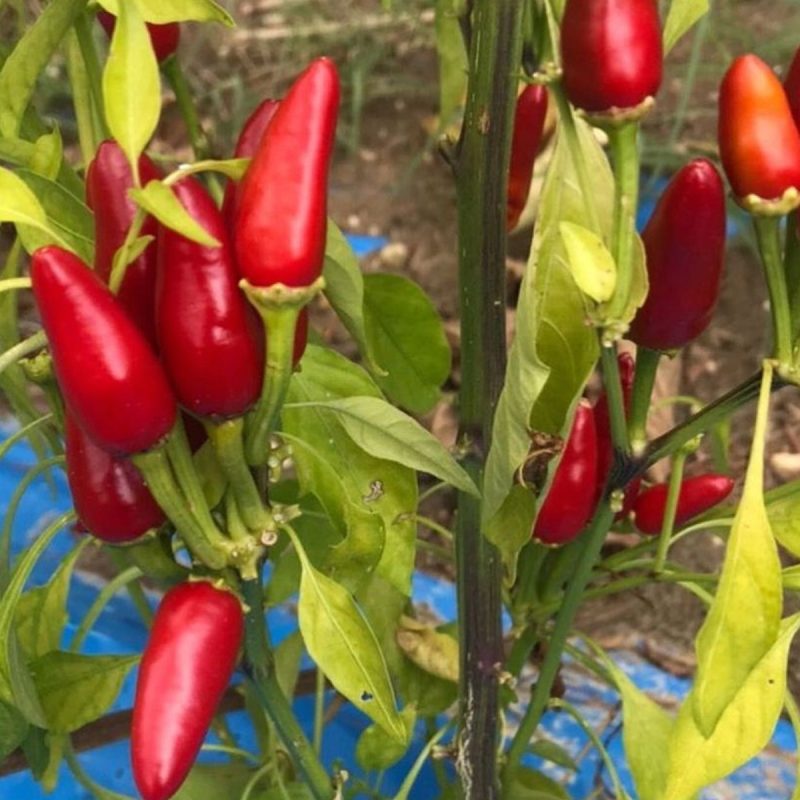 Fıstık Pepper Seed