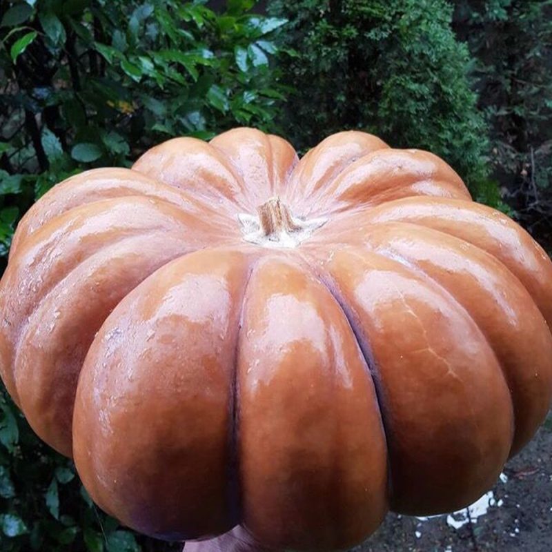 French Pumpkin Seed