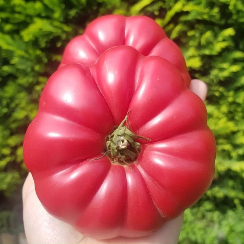 Rose Tomato Seed