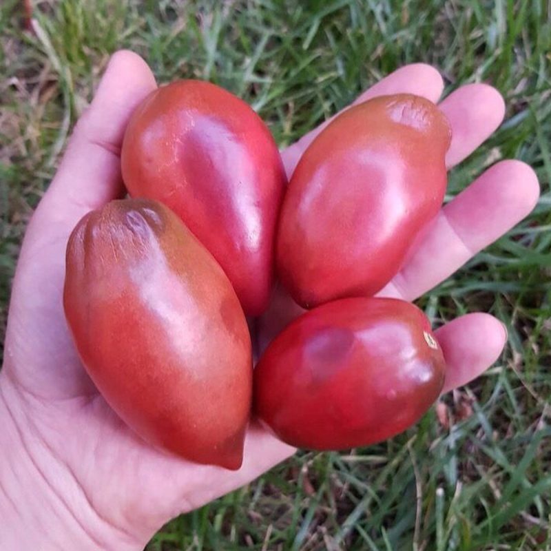 Date Tomato Seed
