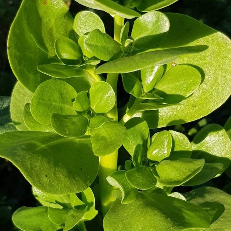 Large Leaf Purslane Seed