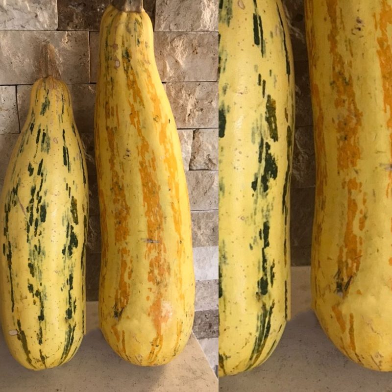 Italian Squash Seed