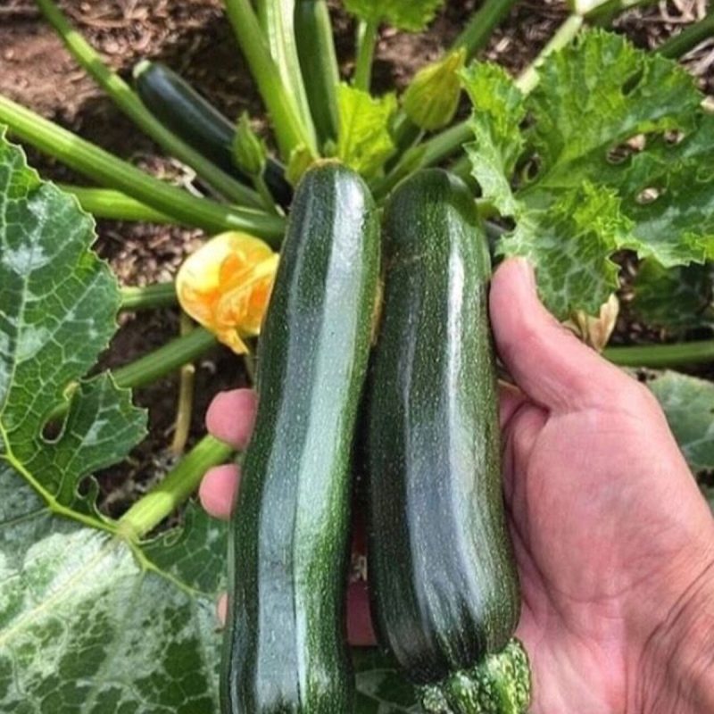 Black Squash Seed