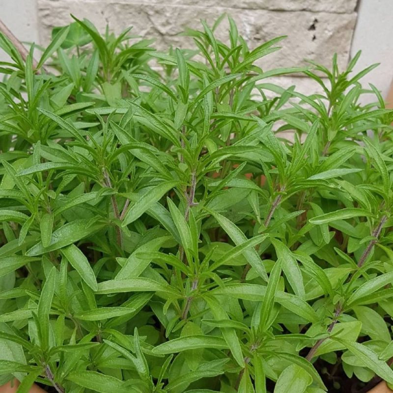 Thyme Seed