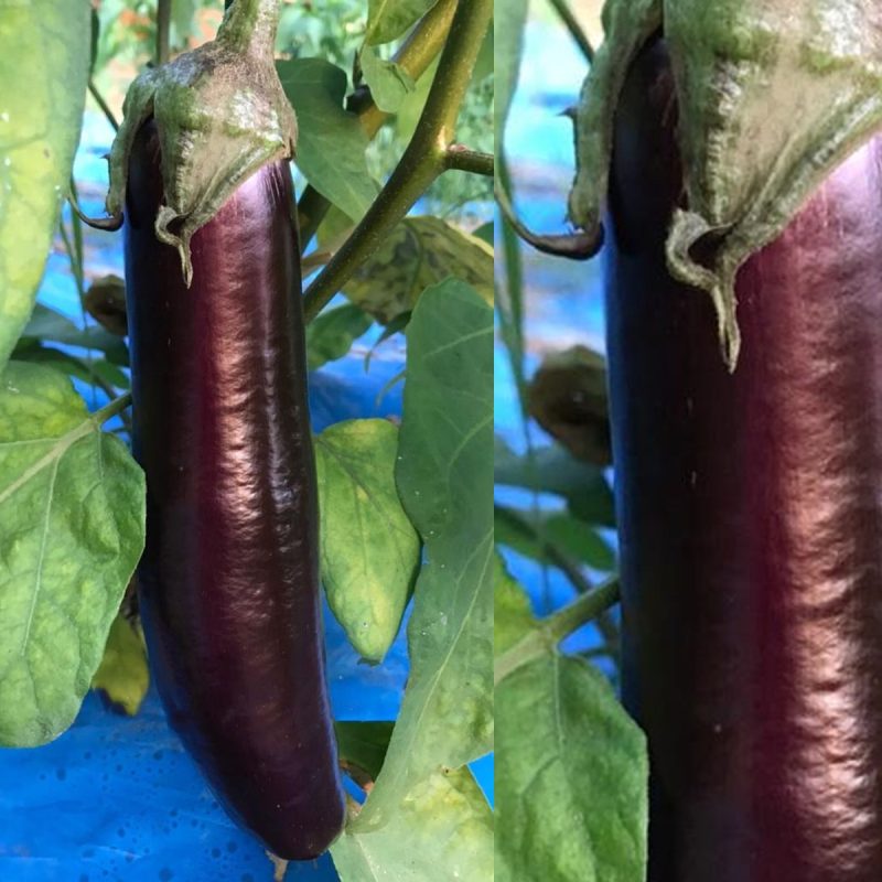 Kemer Eggplant Seed