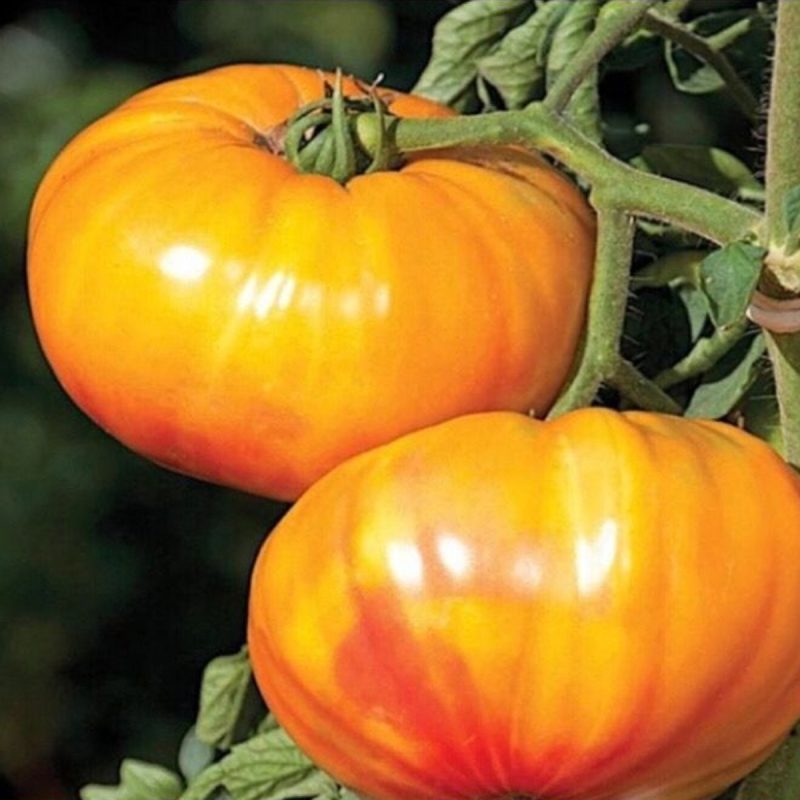 Kentucky Tomato Seed