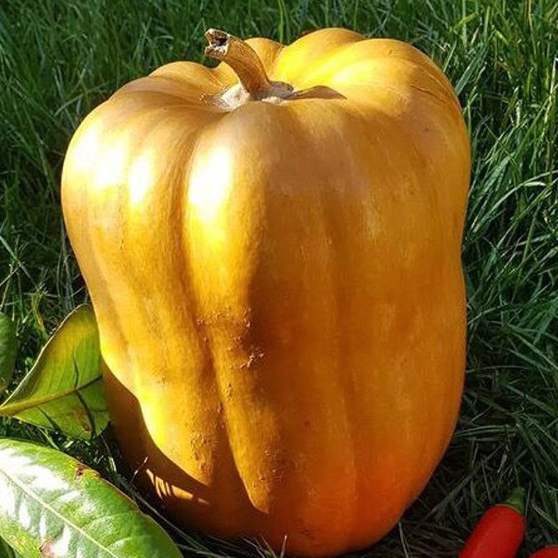 Keşan Squash Seed