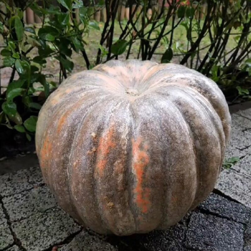 Keşan Chestnut Squash Seed