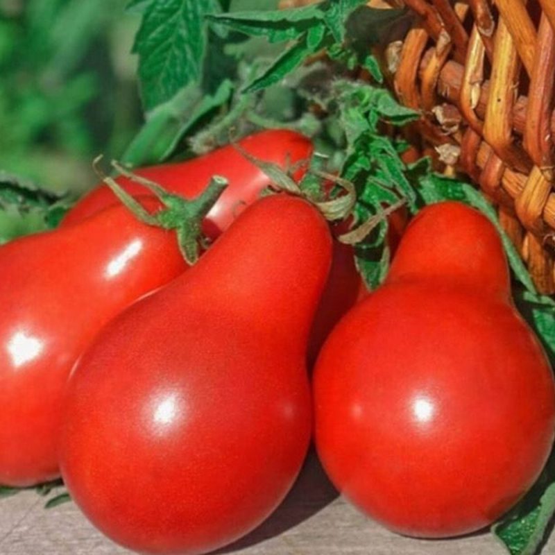 Red Pear Tomato Seed