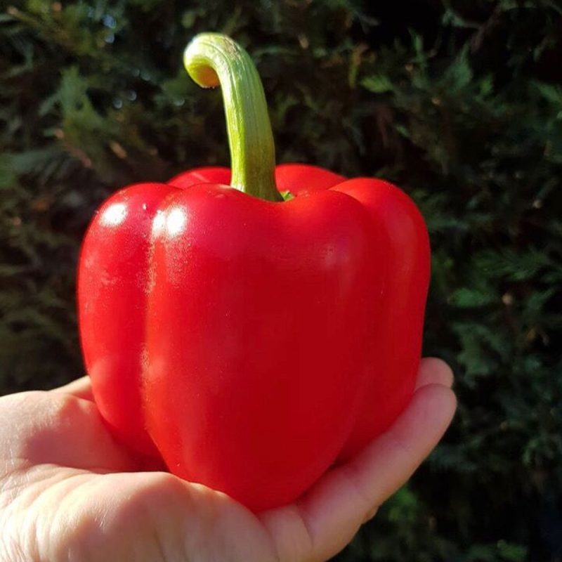 Red California Pepper Seed