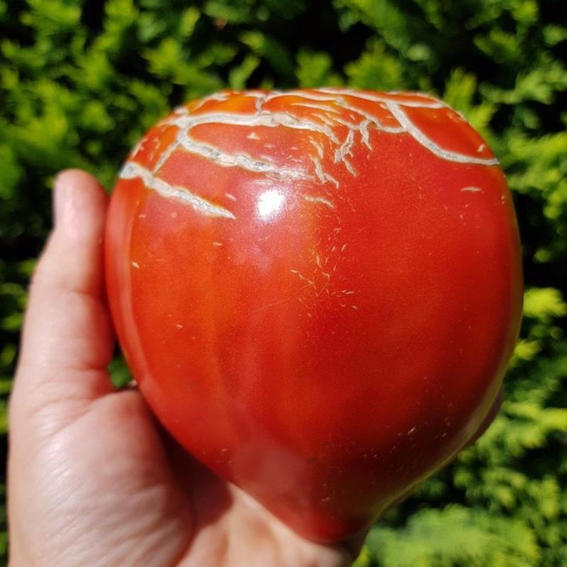 Red Heart Tomato Seed