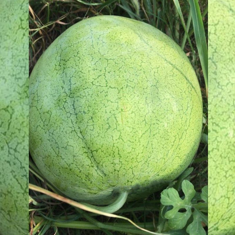 Winter Yellow Flesh Watermelon Seed