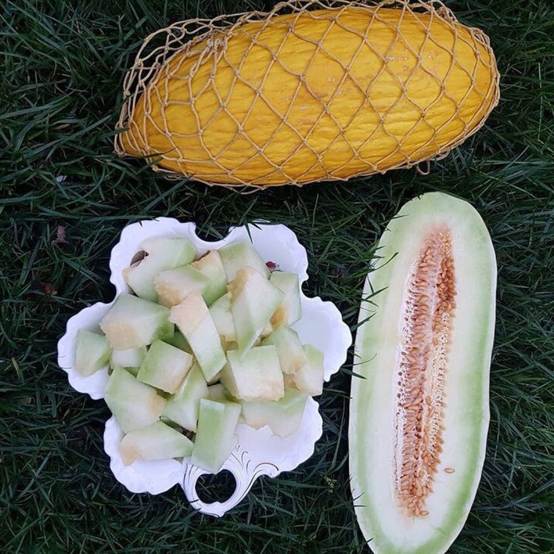 Winter Melon Seed