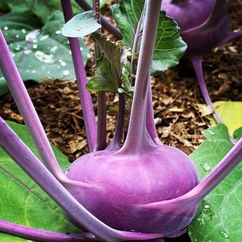Kohlrabi Turnip Seed