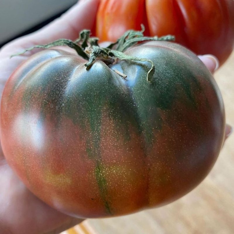 Komando Farges Tomato Seed