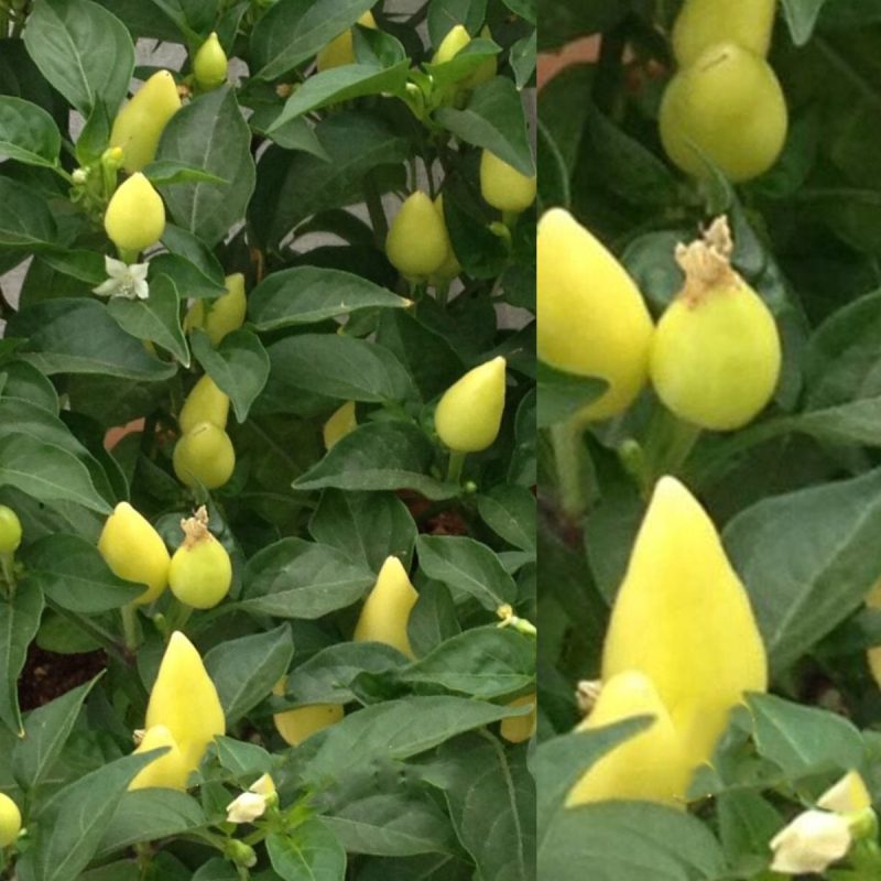 Conical Pepper Seed