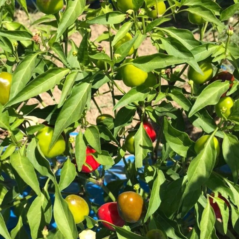 Small Cherry Pepper Seed