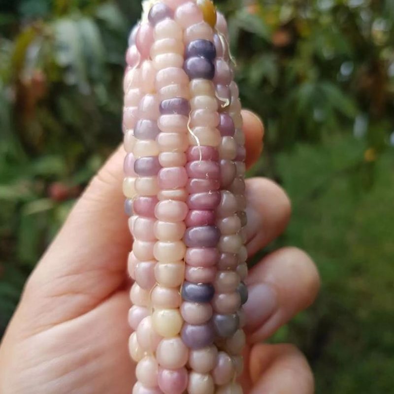 Small Lilac Corn Seed