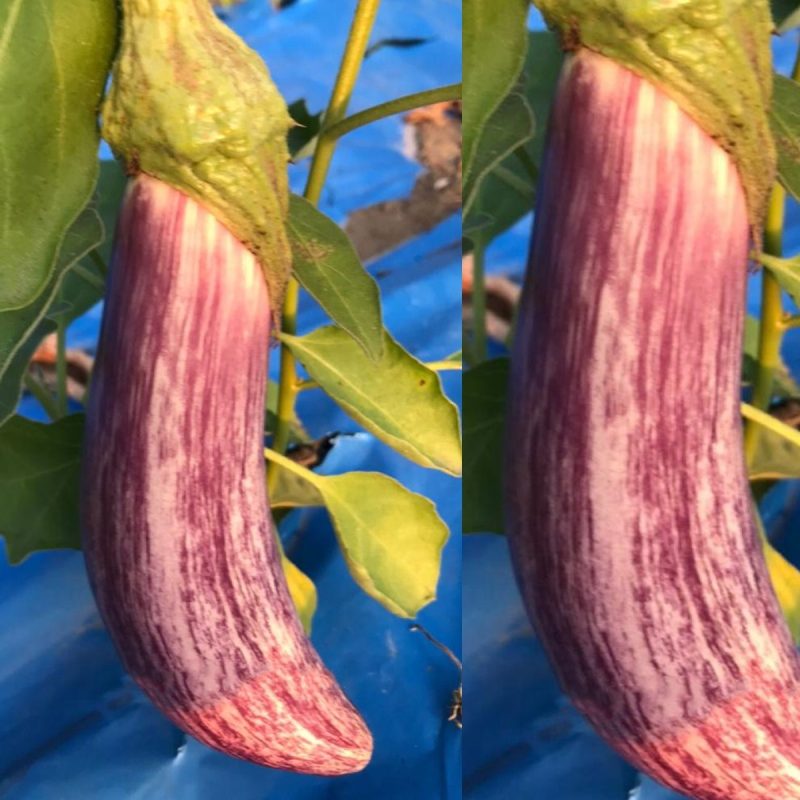 Manisa Variegated Eggplant Seed