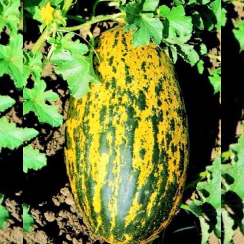 Manisa Kırkağaç Melon Seed