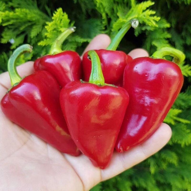 Mini Kapya Pepper Seed