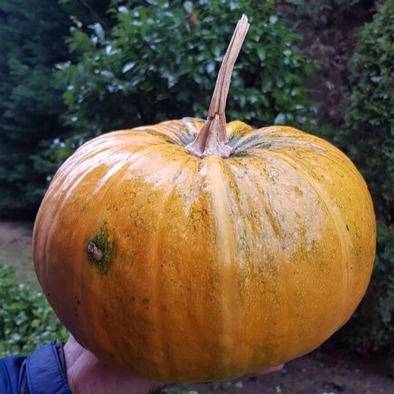 Nevşehir Seed Pumpkin Seed