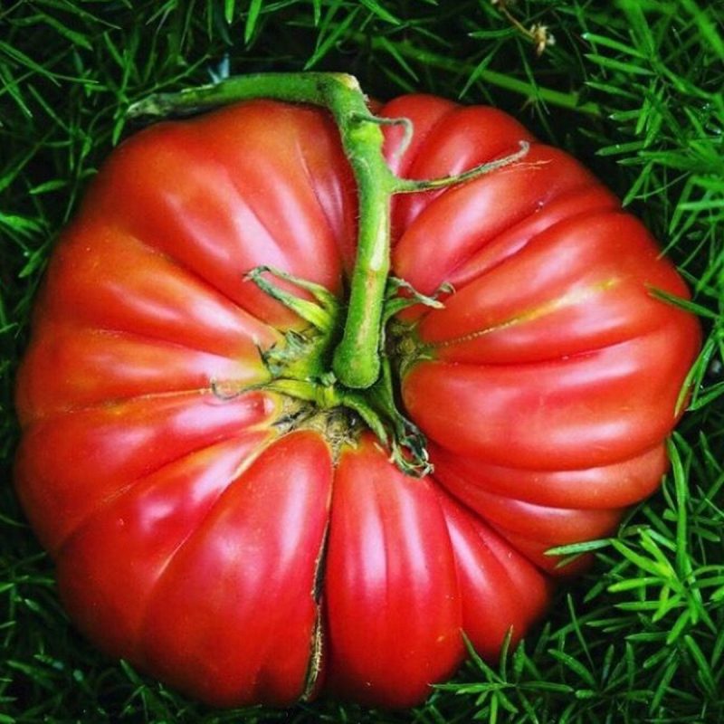 Nevşehir Tomato Seed