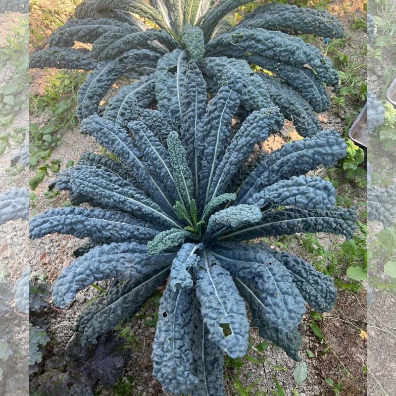 Palm Kale Seed