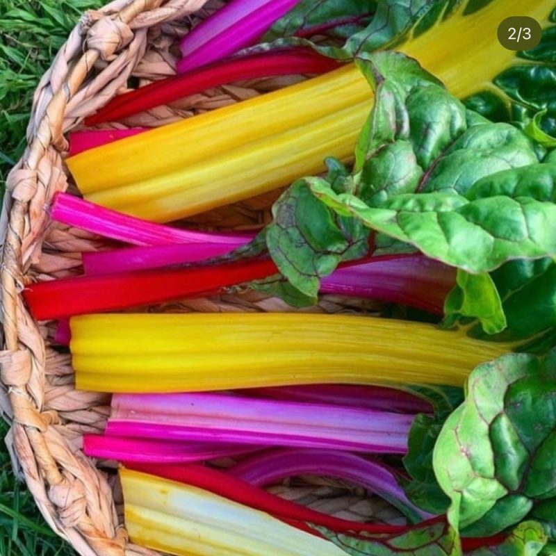 Pink Chard Seed