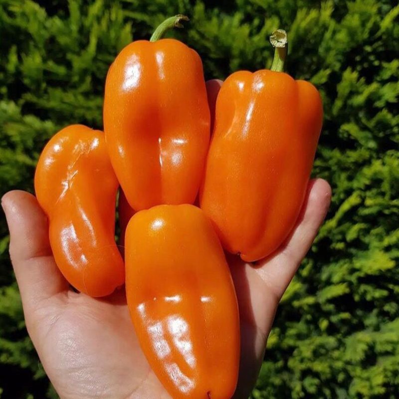 Pepper Seed