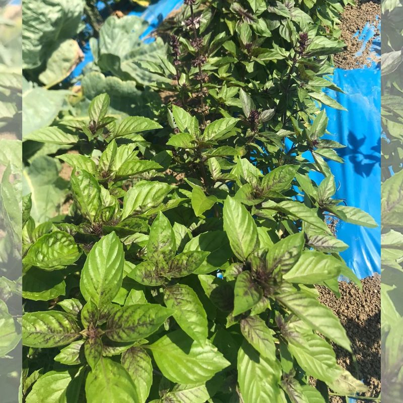 Basil Seed