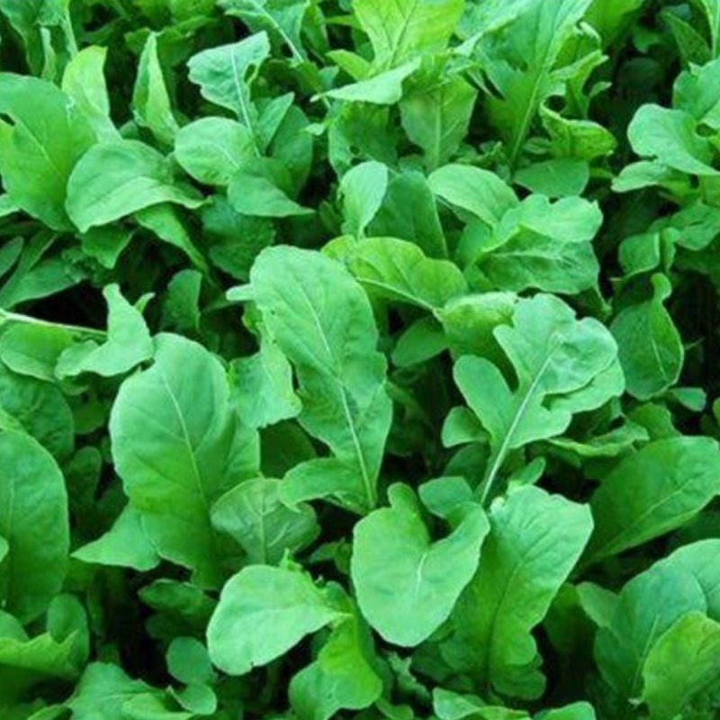 Arugula Seed