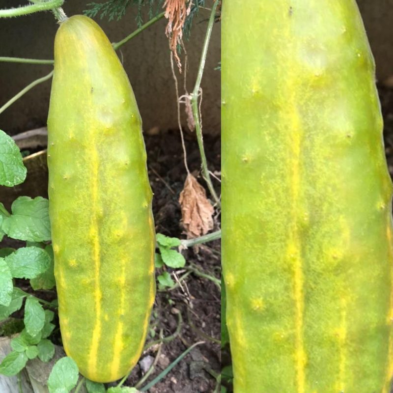 Russian Cucumber Seed