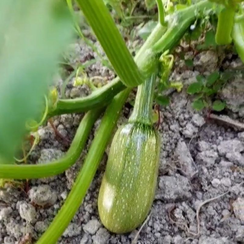 Zucchini Seed