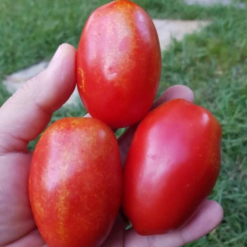 Speckled San Marzano Tomato Seed