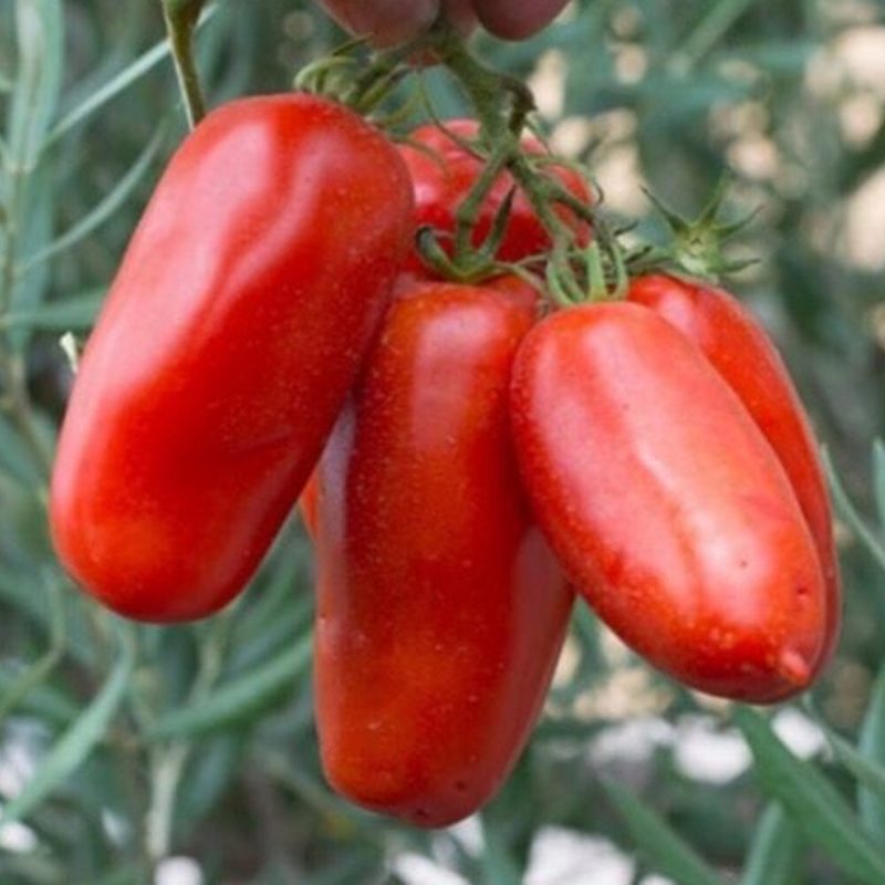 San Marzano Tomato Seed