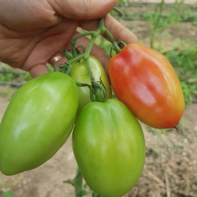 Italian San Marzano Tomato Seed