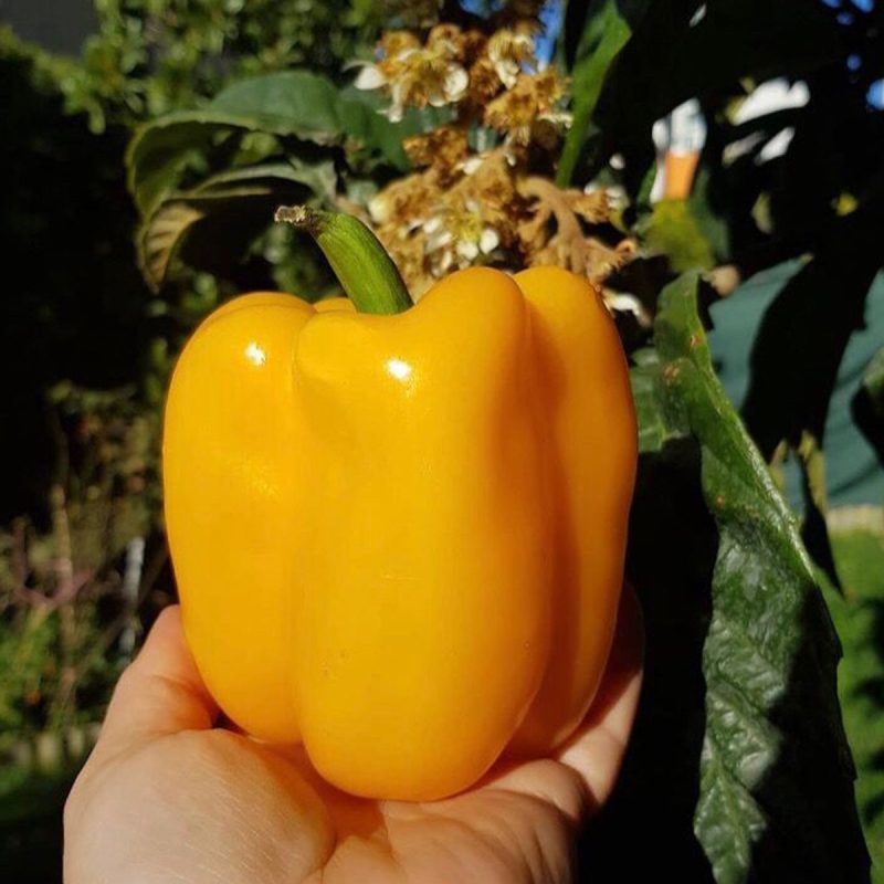Yellow California Pepper Seed