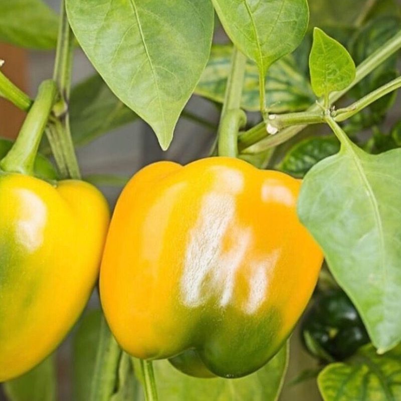 Yellow California Stuffing Pepper Seed