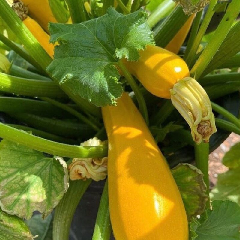 Yellow Squash Seed