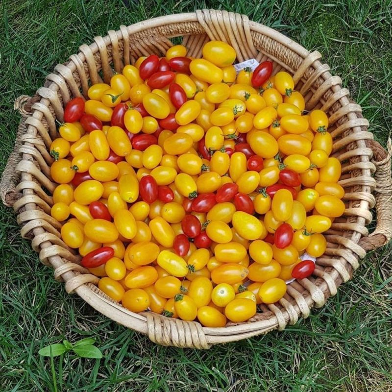 Yellow Metro Cherry Tomato Seed