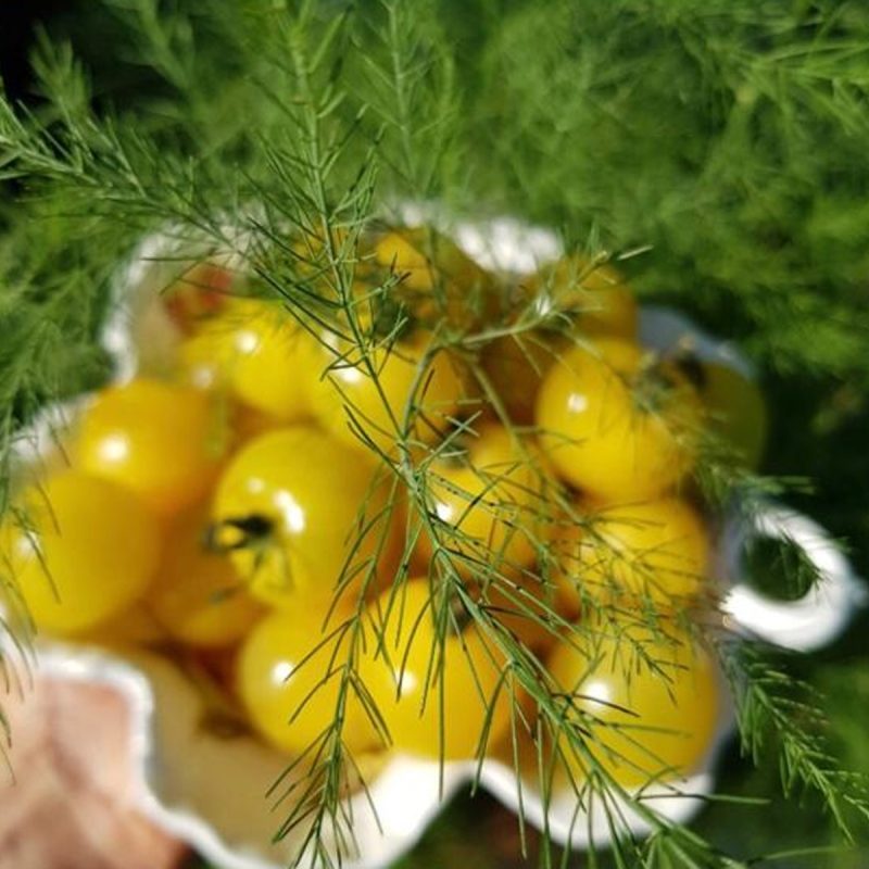 Yellow Marble Cherry Tomato Seed