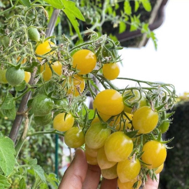 Yellow Sugar Cherry Tomato Seed
