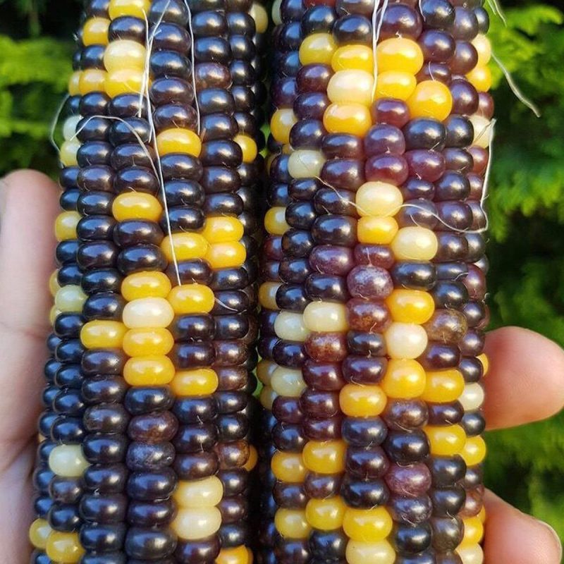 Black Bead Corn Seed