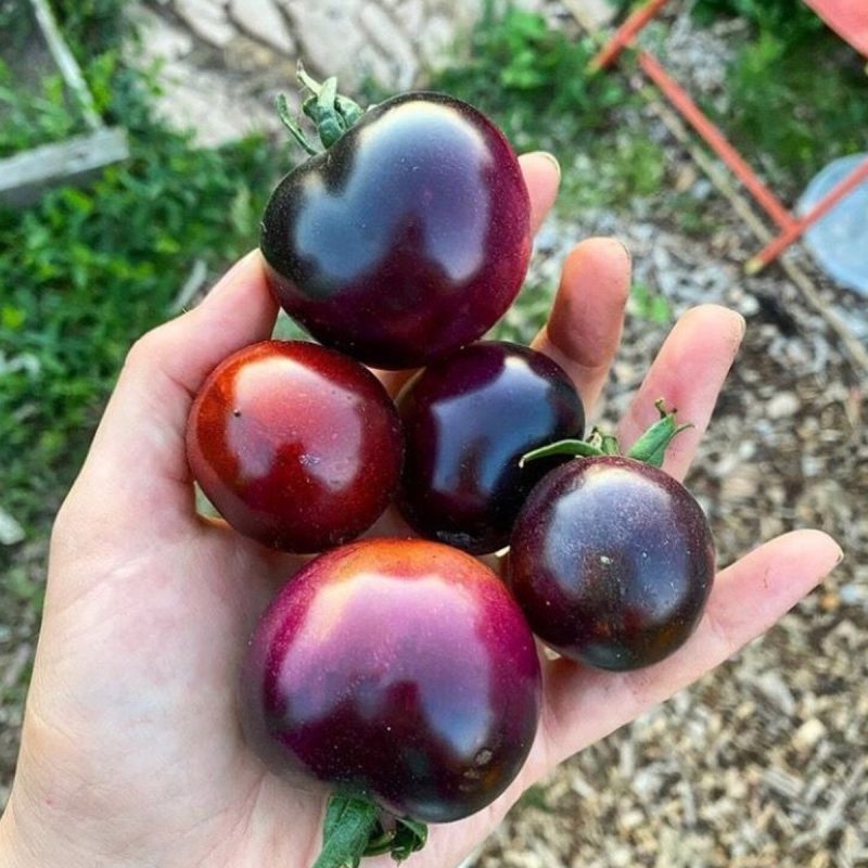 Black Cherry Tomato Seed