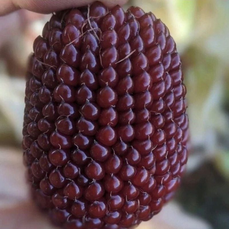 Strawberry Corn Seed