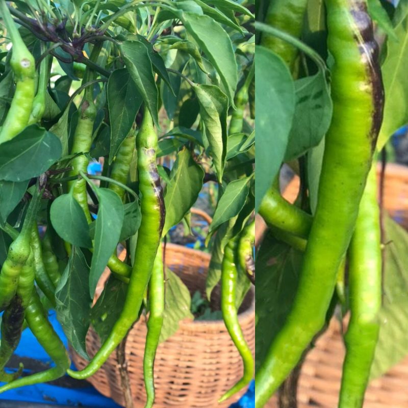 Sweet Thin Pepper Seed