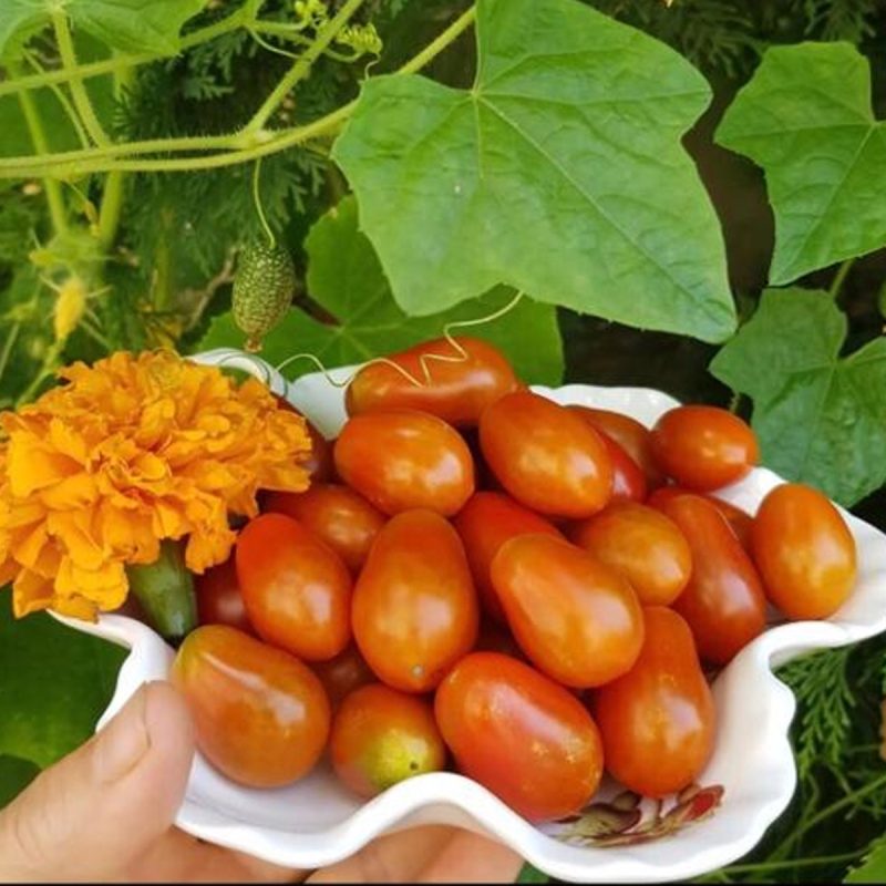 Tube Cherry Tomato Seed